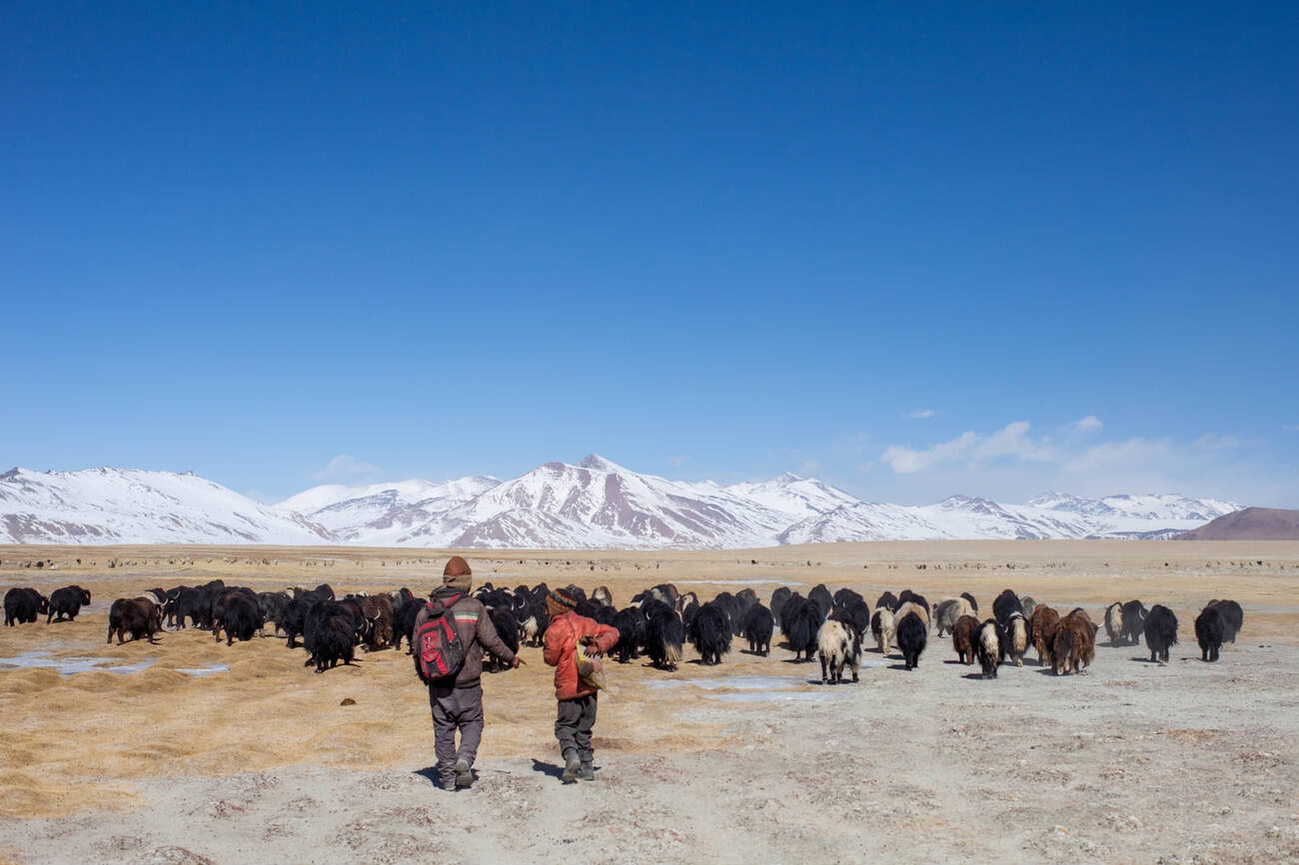 Alpine meadows with Himalayan backdrop