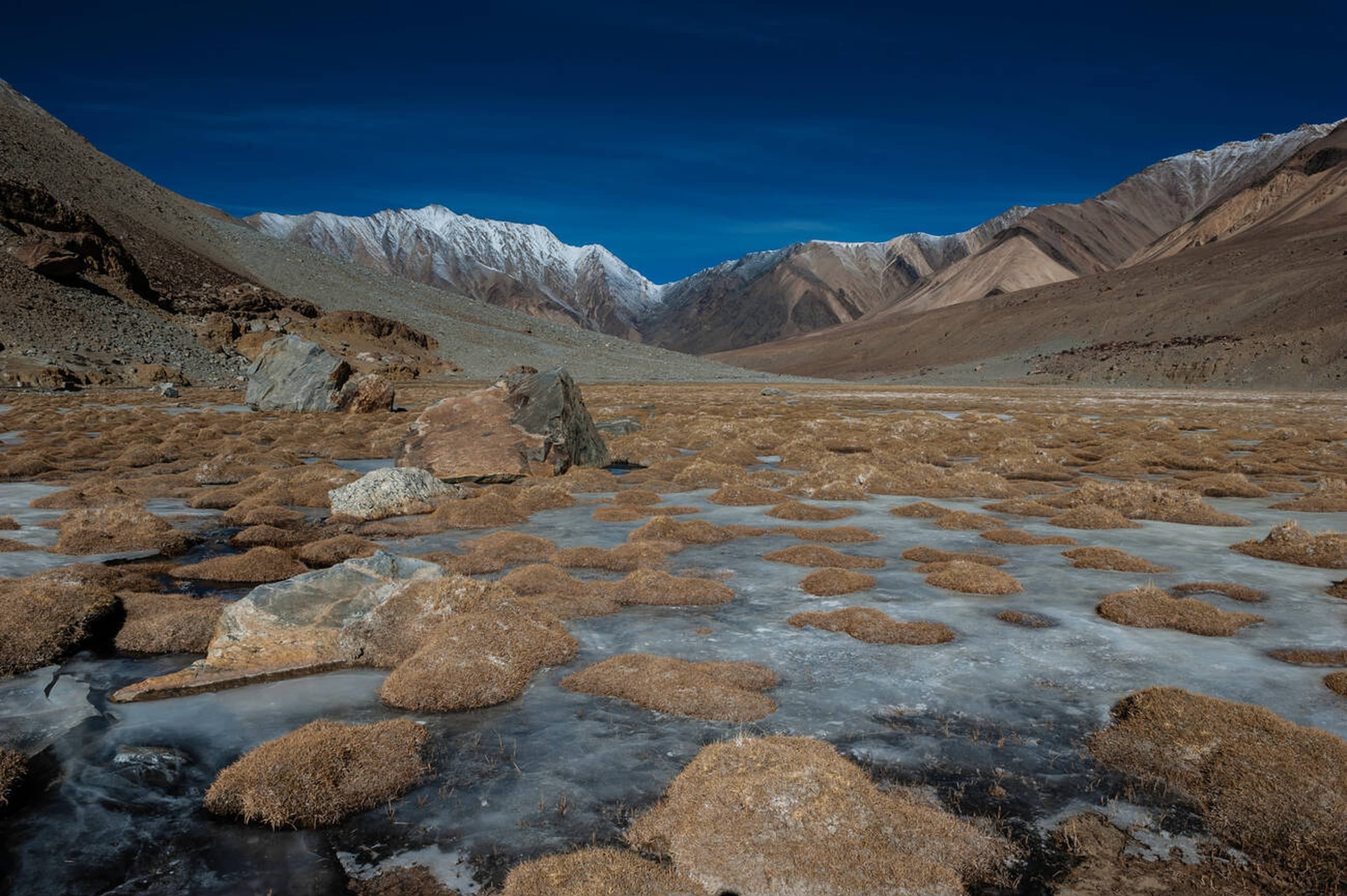 Colorful flowers in the Valley of Flowers