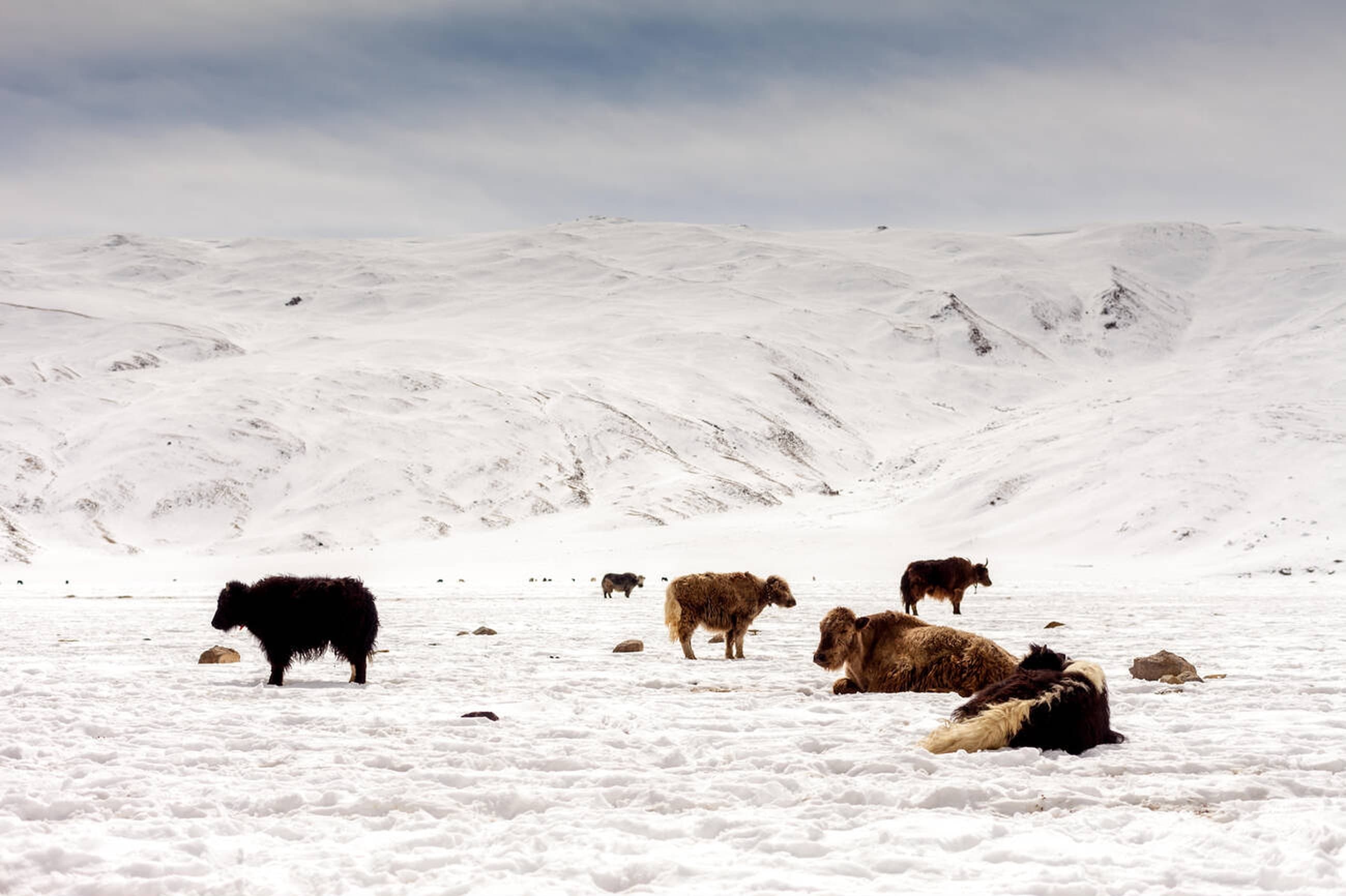 Alpine meadows with Himalayan backdrop