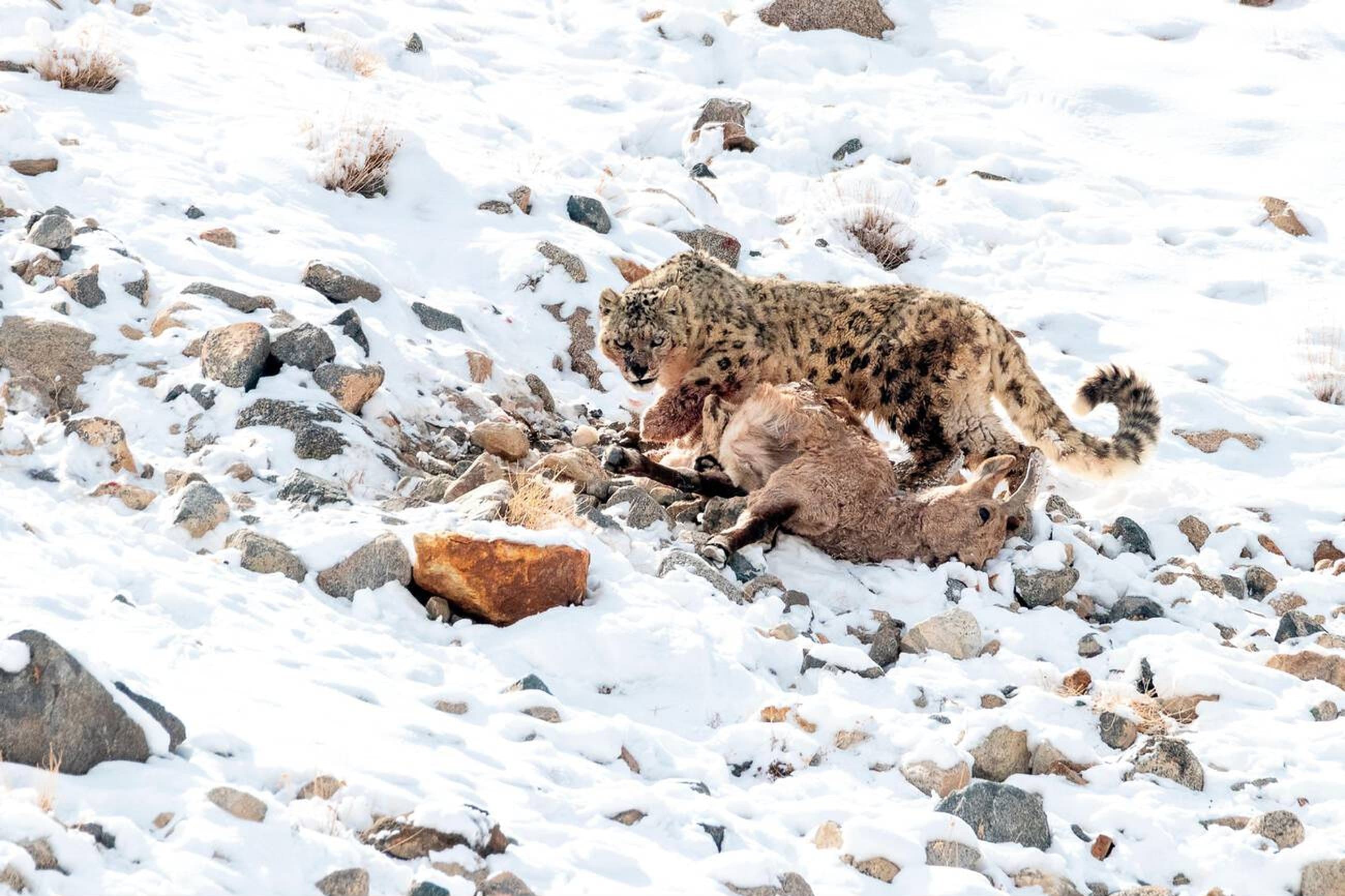 Konyak Headman with Tattoos