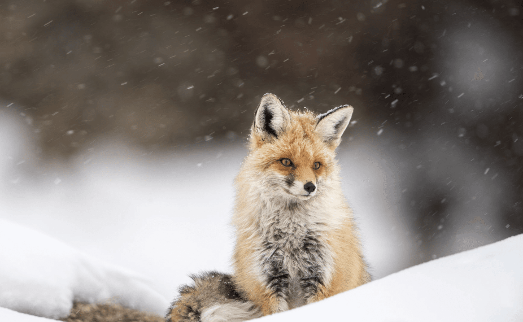 Konyak Headman with Tattoos