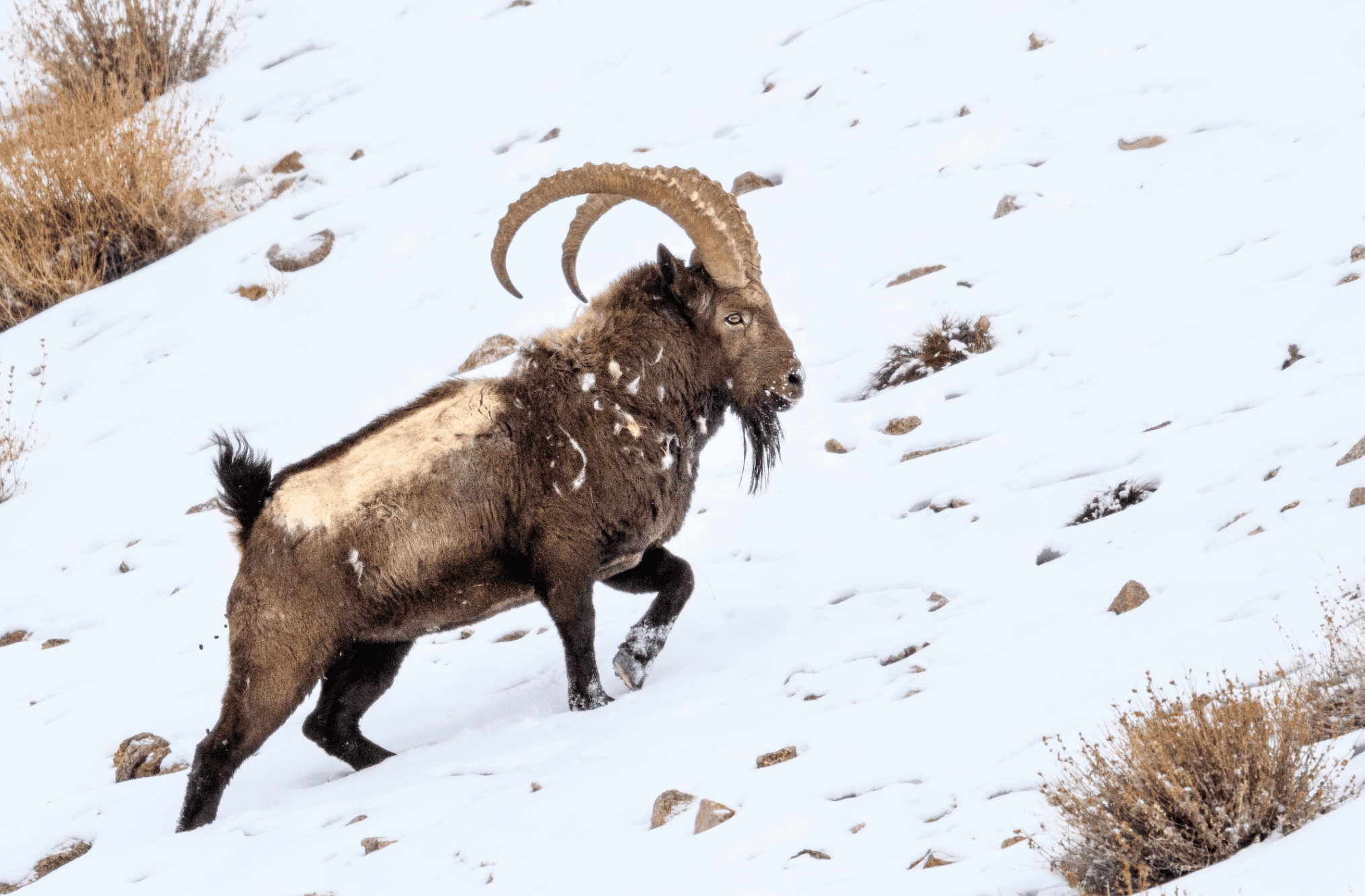 Konyak Headman with Tattoos