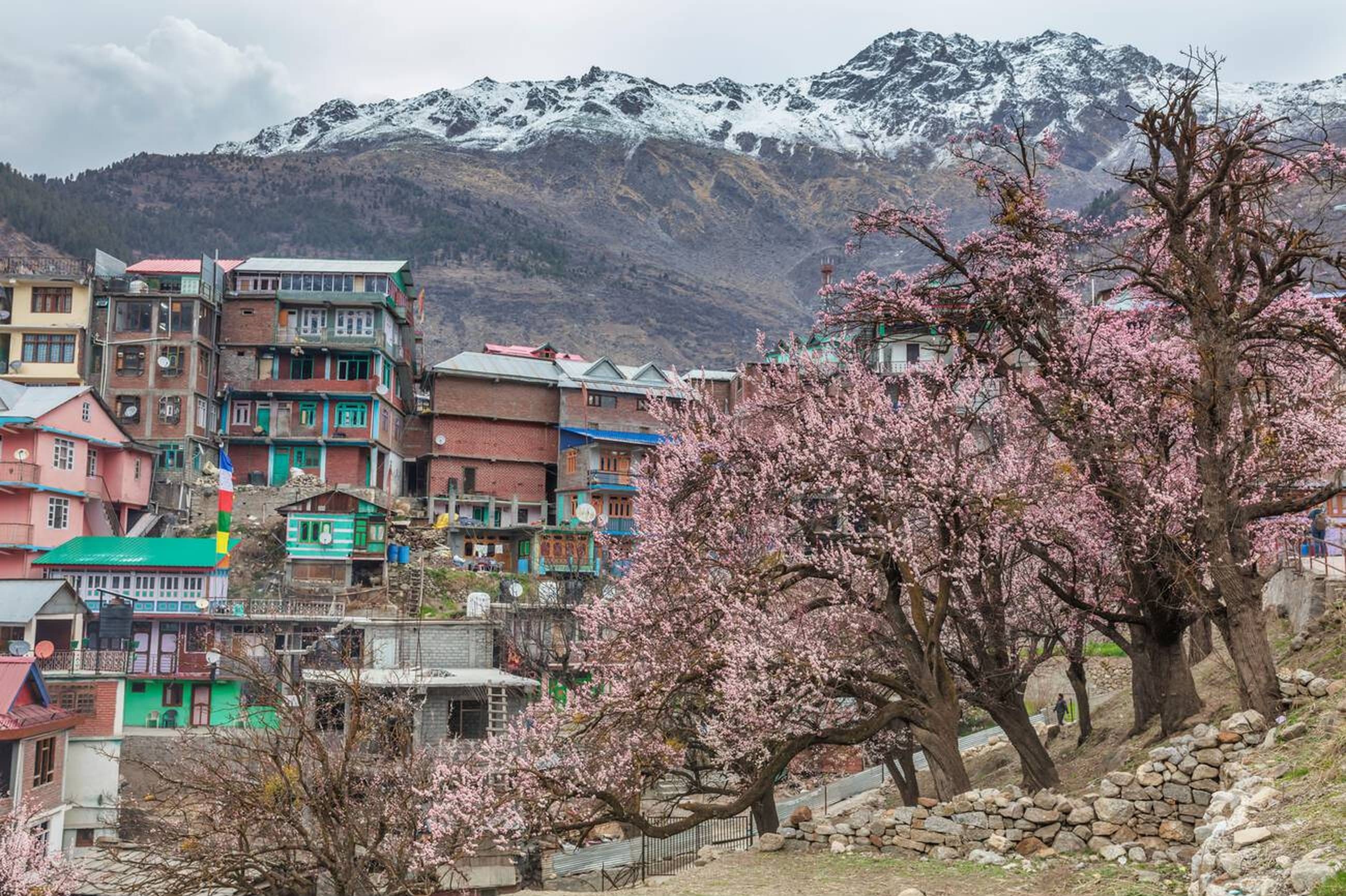 Alpine meadows with Himalayan backdrop