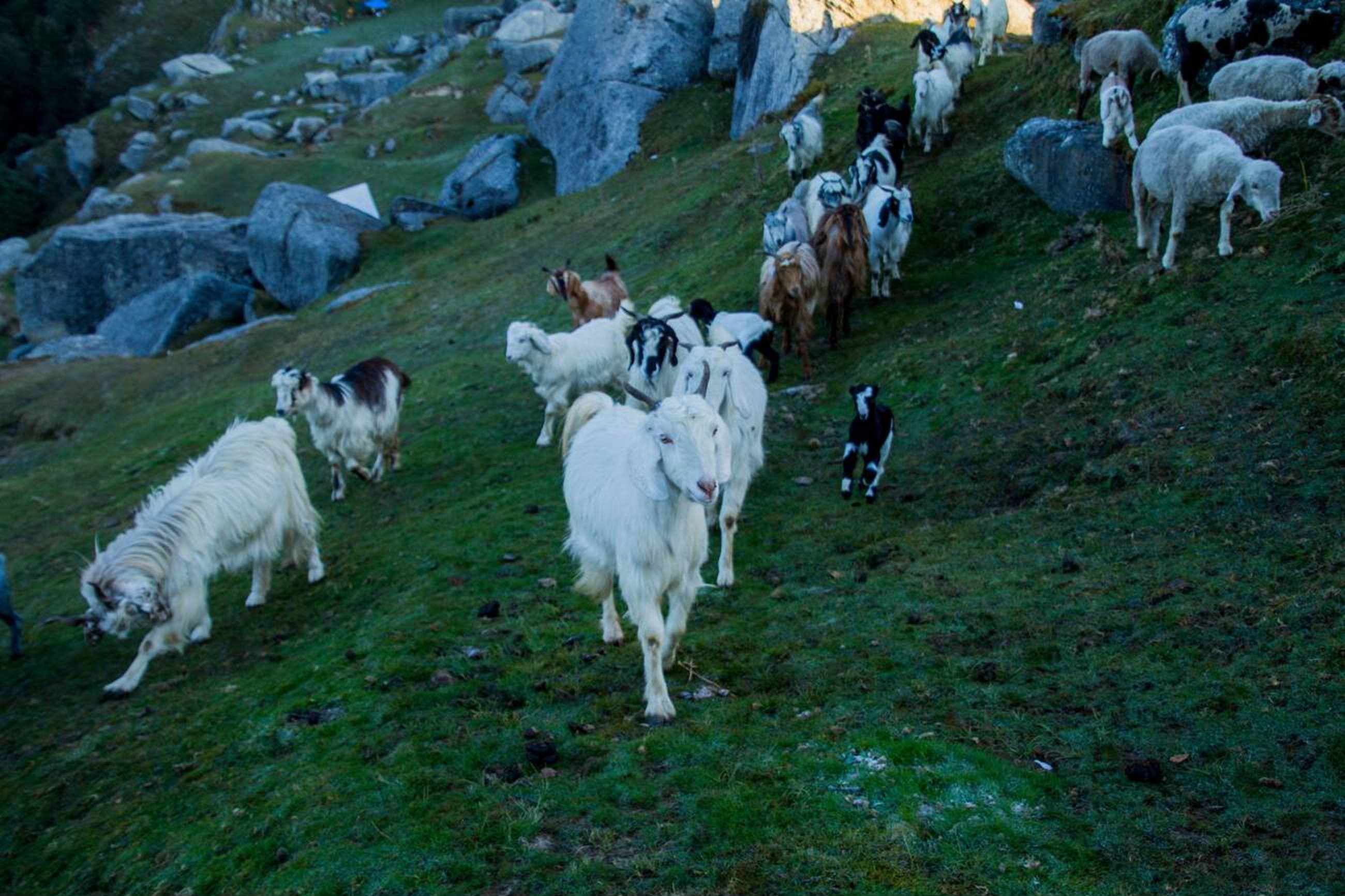Hemkund Sahib Gurudwara