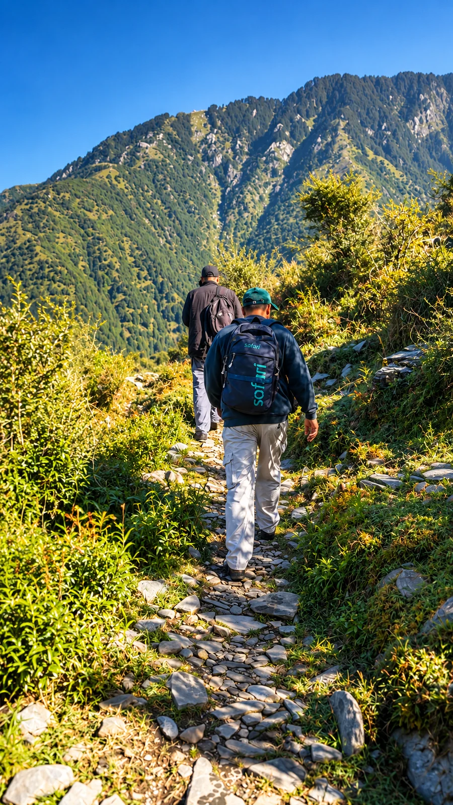 Forest approach to the mountain cottage